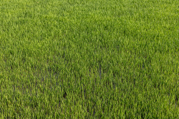 Green rice seedlings texture background