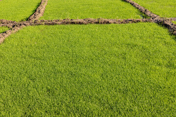 Rice seedlings fields view on a sunny day