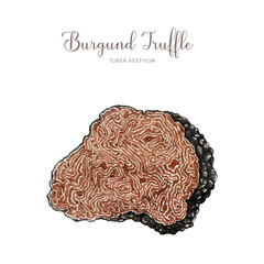 Black truffle half cut mushroom. Watercolor illustration. Hand drawn cut tuber melanosporum fungus. Hand painted truffle. Expensive tasty mushroom element. Isolated on white background