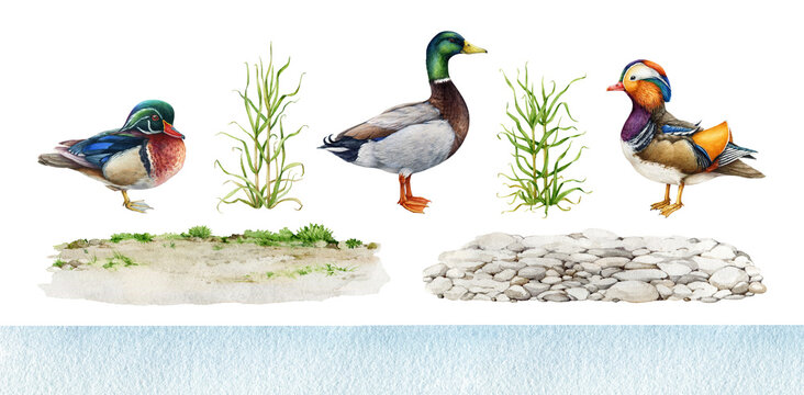 Various ducks with nature elements and ground set. Vintage style watercolor illustration. Hand painted mallard, mandarin, wood duck, green grass, ground and water background