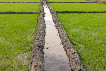 Fototapeta premium Beautiful green rice fields closeup view