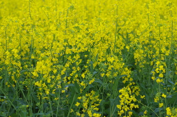 Obraz premium A meadow of yellow flowers in Western Australia