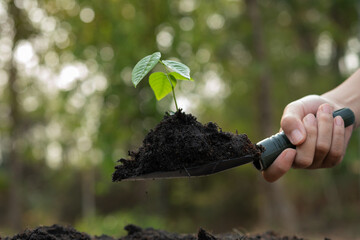 girl holding a seedling in hand. child hold a small shovel filled with soil to grow potted plants....