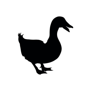 recommend clip art: duck silhouette