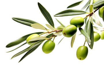 Obraz na płótnie Canvas Ai generative. Olive branch with green olives on a white