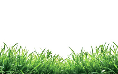 Ai generative. Fresh green grass  on white