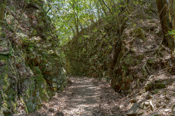 Obraz premium 照葉大吊橋坂遊歩道の風景（綾町）