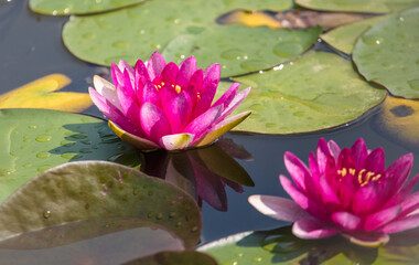 Red water lily flower on the lake