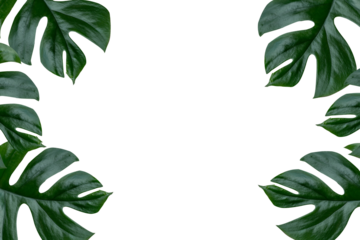 monstera jiny leaves plant frame isolated