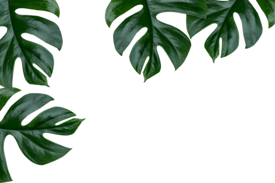 monstera jiny leaves plant frame isolated