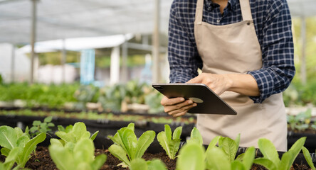 Agriculture uses production control tablets to monitor quality vegetables at greenhouse. Smart farmer using a technology for studying.