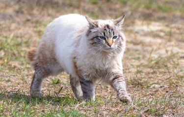 Naklejka na ściany i meble Siberian cat walking on the grass. Portrait of a cat
