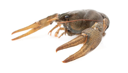 Crayfish isolated on white background