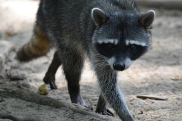 Waschbär