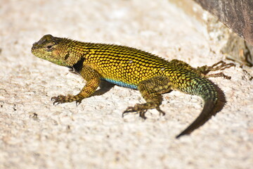 Malachit-Stachelleguan