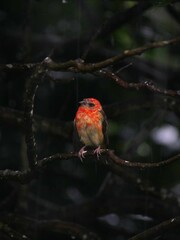 Red Fody bird perching on tree sheltering from heavy rain - Foudia Madagascariensis 
