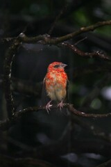 Red Fody bird perching on tree sheltering from heavy rain - Foudia Madagascariensis 