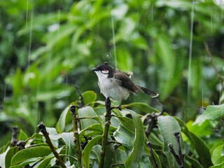 Red Whiskered Bulbul bird perching on tree in heavy rain 