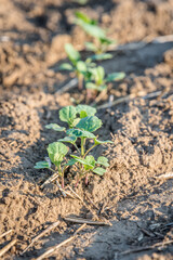 A row of newly germinated canola plants in a field on the Saskatchewan prairies