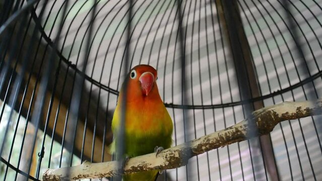 A blue lovebird perched on a bamboo slat in a cage. Bird kiss,Love