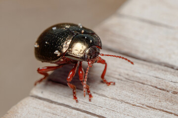 Chrysolina bankii leaf beetle posed on a wooden floor under the sun