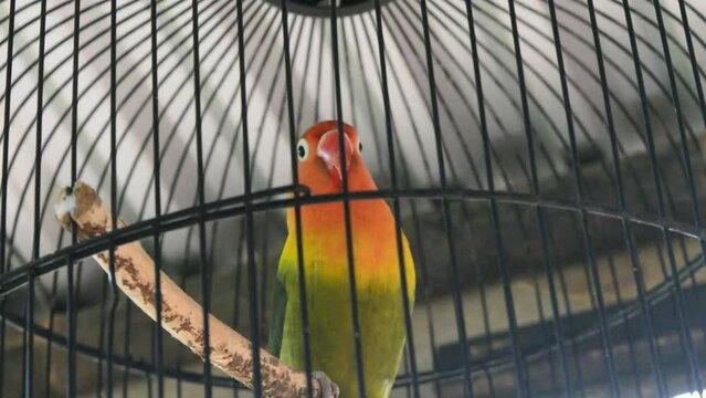 A blue lovebird perched on a bamboo slat in a cage. Bird kiss,Love
