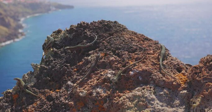 The Madeiran wall lizards on a rock - Lacerta dugesii