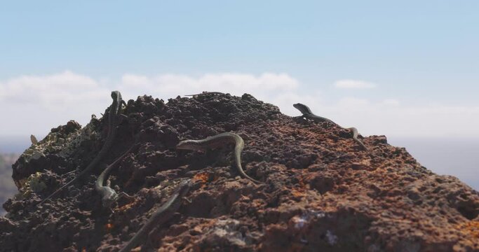 The Madeiran wall lizards on a rock - Lacerta dugesii