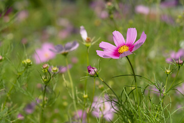 コスモス