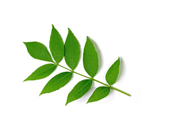 Blatt der Esche vor weißen Hintergrund