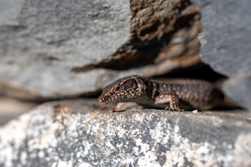 close up of a lizard head