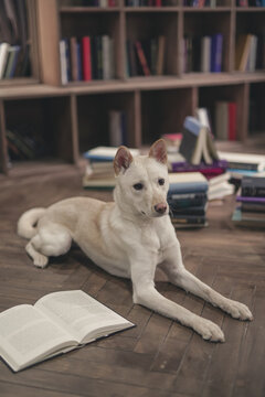 Jindo Mix Majesty: Discover the Perfect Blend of Beauty and Loyalty. Yeondu, The Cutest Jindo Mix In The World, Portrait.