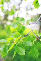 Spring nature background. Greenery of trees and grasses on a sunny spring morning. Forest landscape.