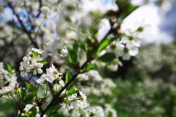 White flowers on a green bush. Spring cherry apple blossom. The white rose is blooming.
