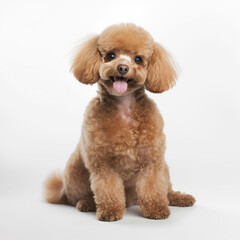 トイプードル　白背景　AI生成画像　ジェネレーティブAI