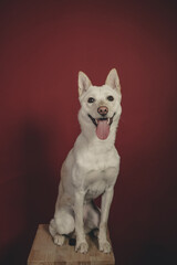 Jindo Mix Majesty: Discover the Perfect Blend of Beauty and Loyalty. Yeondu, The Cutest Jindo Mix In The World, Portrait.