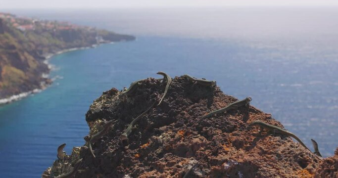 The Madeiran wall lizards on a rock - Lacerta dugesii
