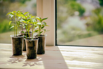 seedlings of bell pepper at home on the windowsill, gardening. High quality photo