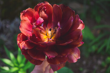 Beautiful maroon tulips under the spring sun.