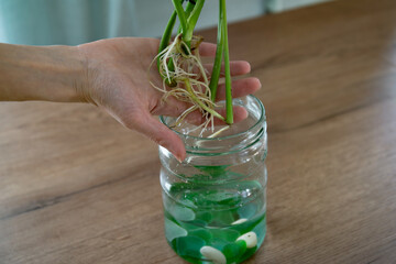 Female hands hold monstera houseplant roots over jar of hydroponic water. © Katrin