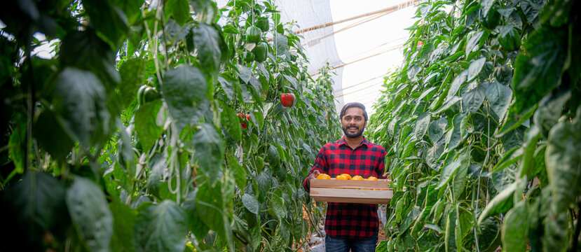 Male farmer picking bell peppers in a traditional greenhouse Ecological and organic cultivation