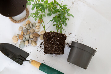 On the table there is a plant with soil, a pot, a scoop, stones, soil. Transplanting plants at home