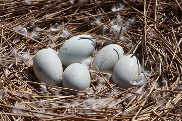 Nature reserve of white and black swans in summer on the lake shore.