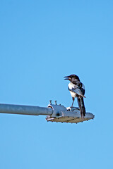 A magpie sits on a street lamp on a summer day