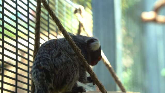 Close up shot of a small and curious primate, white-tufted marmoset, callithrix jacchus kept and raised in captivity, housed in a confined enclosure in a zoo.