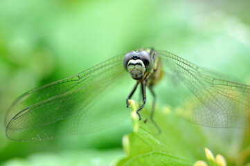 Selective focus of a dragonfly often perched on green grass
