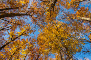 Vetusta beech forest of Cimino mount in autumn. Foliage in Lazio,  Italy