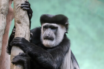 Black and white faces monkey