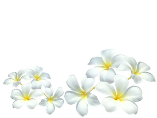 Naklejka premium frangipani flower transparent background isolated