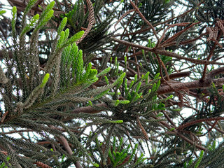 Araucaria heterophylla